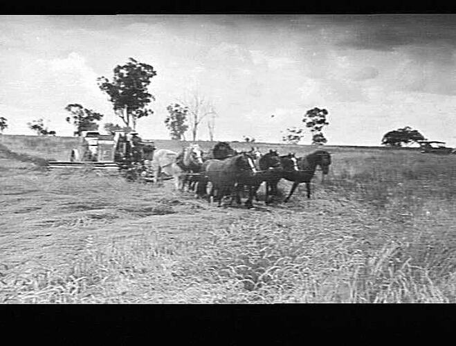 HEADER AT WORK ON MR SMITH'S PROPERTY, TAMWORTH, N.S.W: DEC 1933