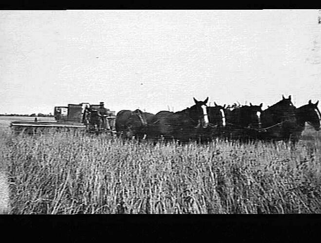 10 FT HEADER IN DOWN AND TANGLED CROP OF WHEAT (YIELD 46 BUSHELS PER ACRE)