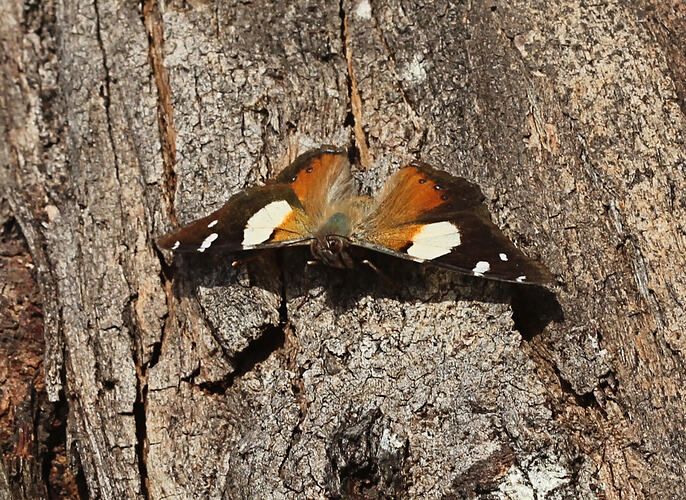 <em>Vanessa itea</em>, Yellow Admiral Butterfly. Great Otway National Park, Victoria.