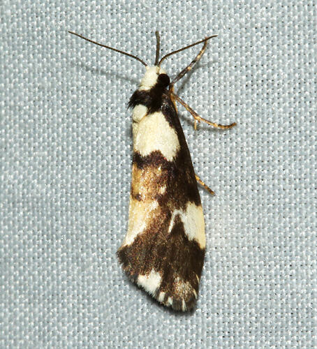 <em>Philenora elegans</em>, moth. Great Otway National Park, Victoria.