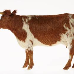 Model of brown and white cow. Left profile.