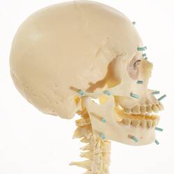 Model of human skull with blue pegs inserted. Right profile.