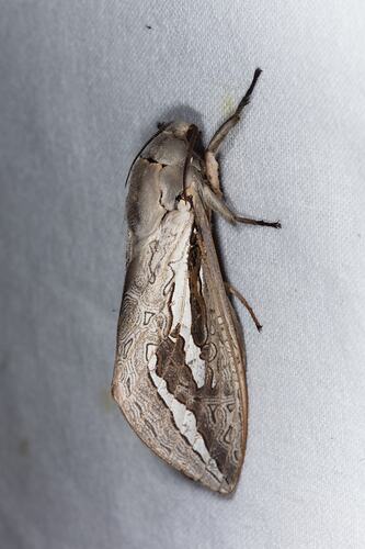 <em>Abantiades labyrinthicus</em>, moth. Great Otway National Park, Victoria.