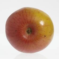 Wax model of an apple painted red and yellow. Brown stem. Base view.