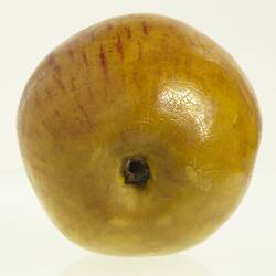 Wax apple model painted yellow with red flecks. Bottom view.