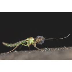 Non-biting Midge on rock.