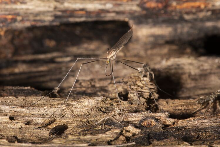 Crane Fly on rock.