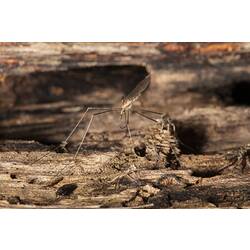 Crane Fly on rock.