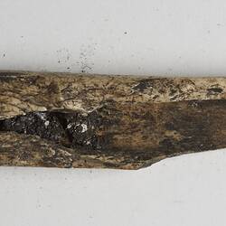 Bone gouge collected from a kitchen midden on Navarino Island, Chile between May and June 1929.