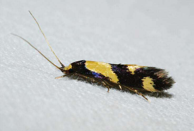 <em>Opogona comptella</em>, moth. Great Otway National Park, Victoria.