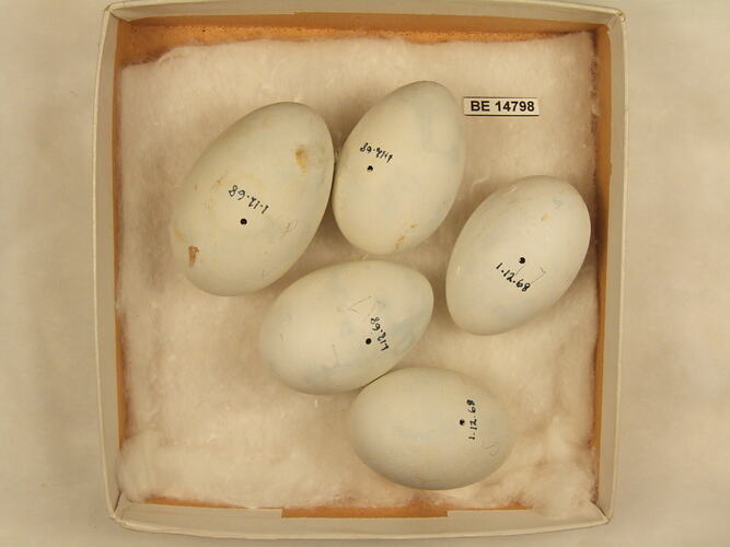 Five bird eggs with specimen label in box.