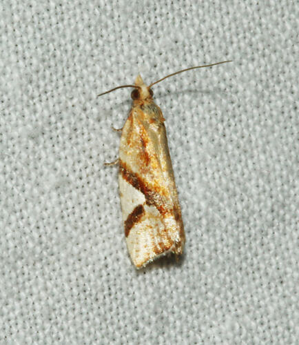 <em>Epitymbia isoscelana</em>, moth. Great Otway National Park, Victoria.