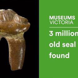 3 million year old seal tooth found