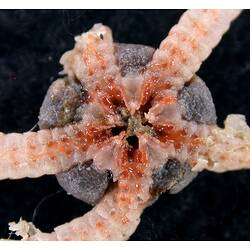 Cream-purple-orange coloured brittle star showing oral opening and broken arms on black background.