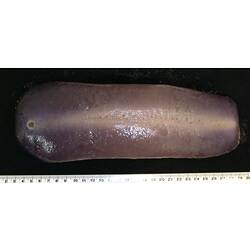 Front view of flattened pink to light-purple sea cucumber with tentacles and tube feet on black background.