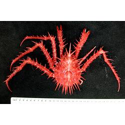 Back view of spiny red king crab on black background with ruler.