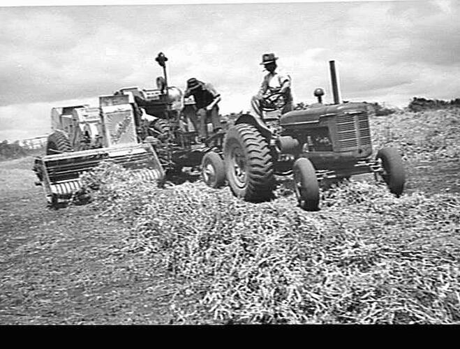 APPLEBY, RIANA, DEVONPORT, TAS. PEAS E.F. AND I.H.C. TRACTOR: FEB 1949
