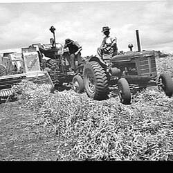 Photograph - H.V. McKay Massey Harris, No.6 Engine Functioned Header Drawn by McCormick Deering Tractor, Riana, Devonport, Tasmania, Feb 1949