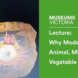 Museum Lecture: Why Models Work - Animal, Mineral, Vegetable Edition