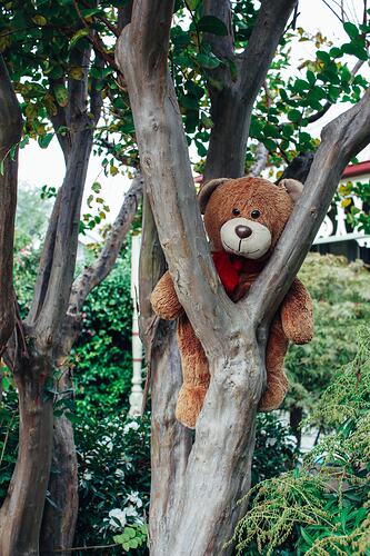 Teddy bear in tree.