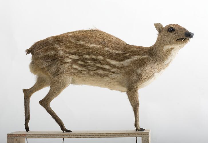 Cream-coloured mammal specimen.