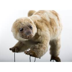 Taxidermied marsupial specimen with pale, mottled fur.