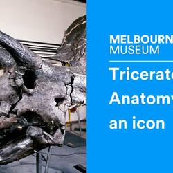 Triceratops: Anatomy of an icon