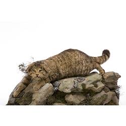 Wild Cat specimen mounted on a diorama.