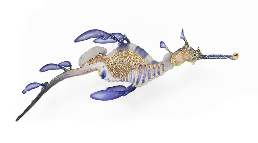 <em>Phyllopteryx taeniolatus</em>, Common Seadragon, model. [A 31861-3]
