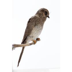 <em>Aegotheles cristatus cristatus</em>, Australian Owlet-nightjar. [B 32953]