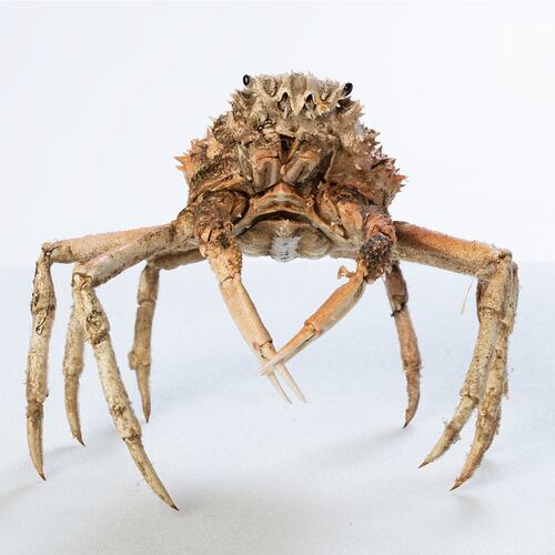 <em>Leptomithrax gaimardii</em>, Giant Spider Crab. [J 46721.6]