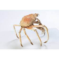 <em>Leptomithrax gaimardii</em>, Giant Spider Crab. [J 46721.45]