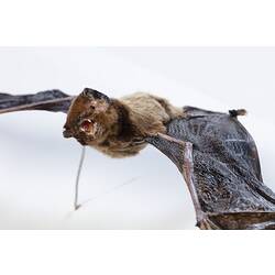 Bat specimen, wings spread.