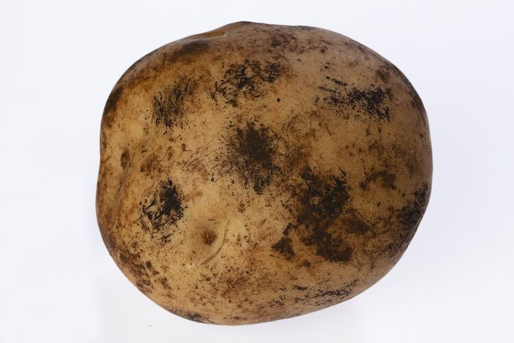 Wax model of a potato painted beige with dark brown dirt marks.