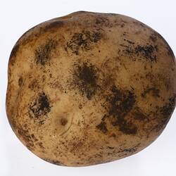 Wax model of a potato painted beige with dark brown dirt marks.