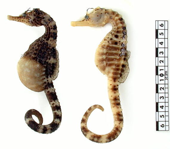 Two dried seahorse specimens beside scale bar.