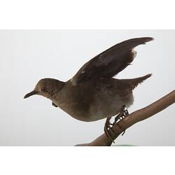 <em>Claravis godefrida</em>, Purple-winged Ground-Dove, mount.  John Gould Collection.  Registration no. 25699.