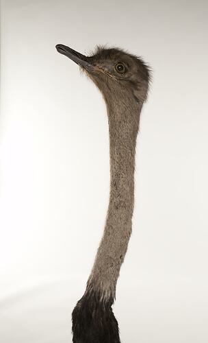 Detail of head and neck of taxidermied Ostrich specimen.