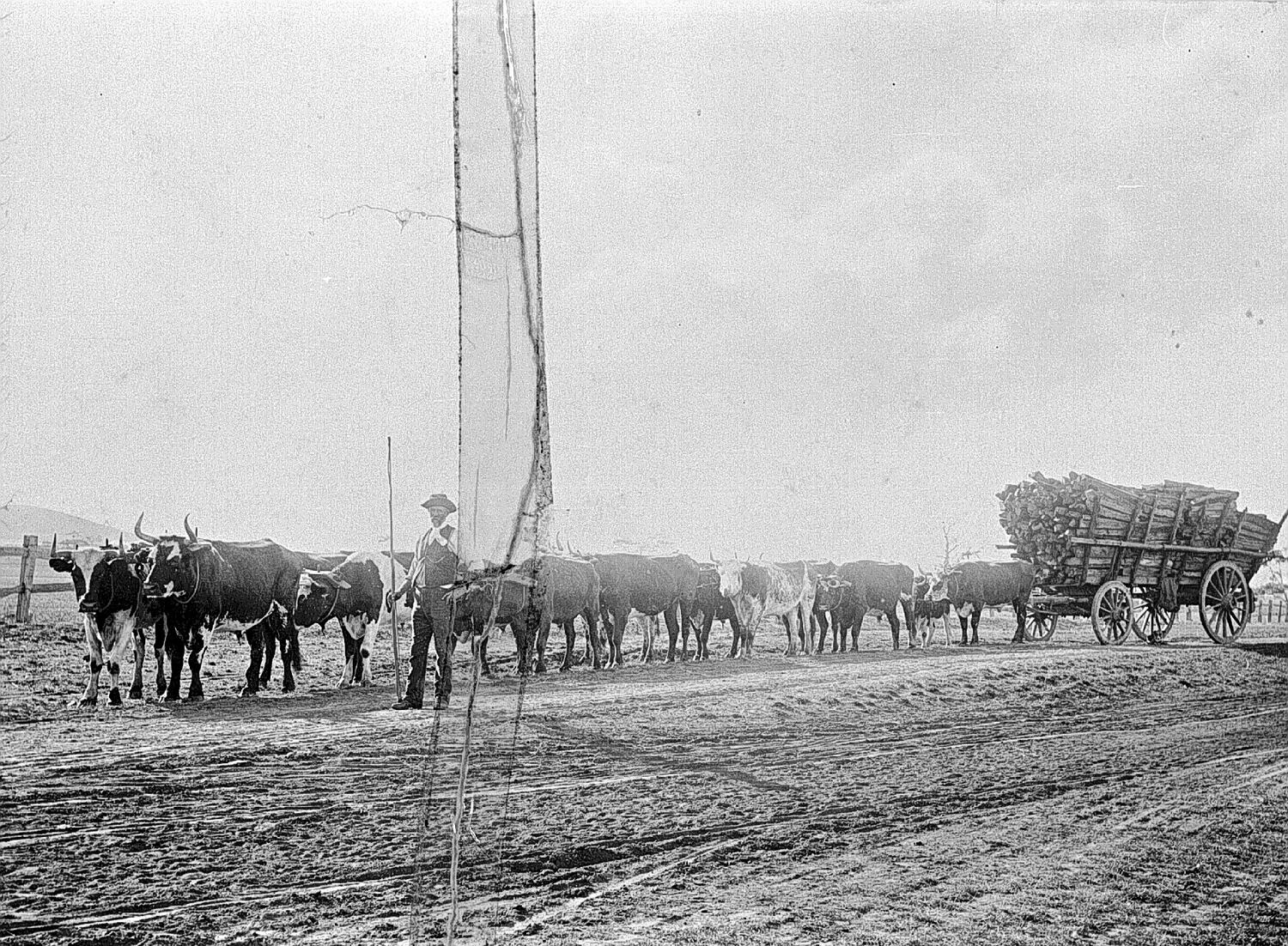 Negative - Bullock Team Pulling a Wagon Load of Timber, Smeaton ...