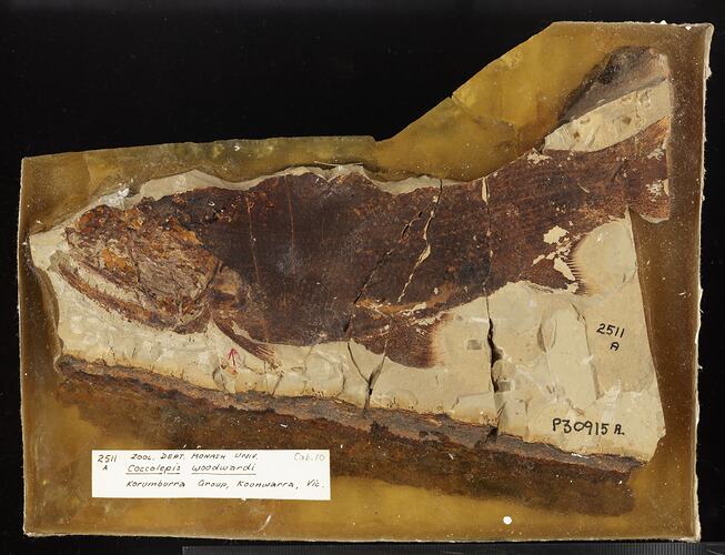 Brown fossil fish in pale matrix.