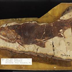 Brown fossil fish in pale matrix.