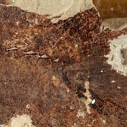 Detail of fish fossil in matrix.