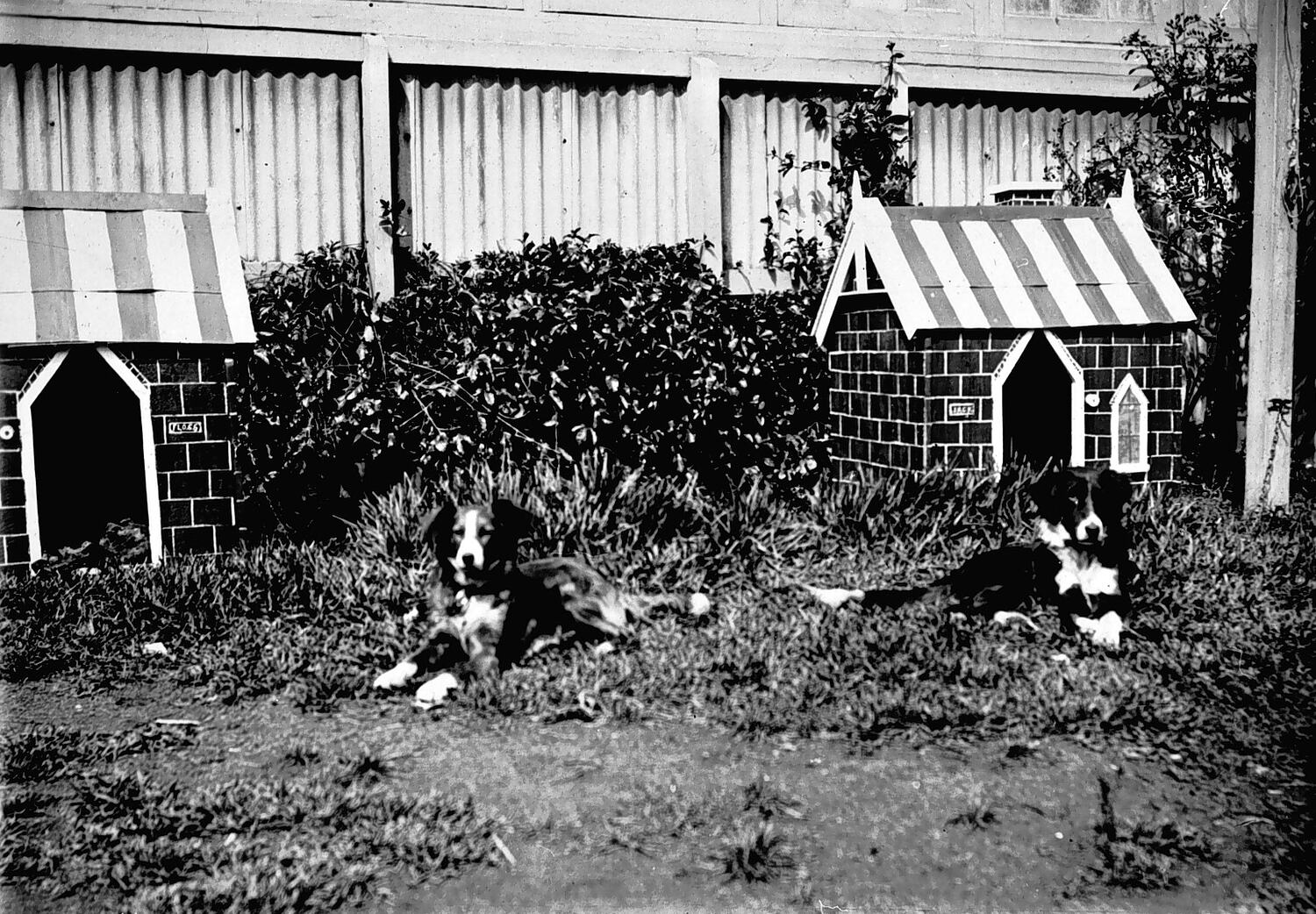Negative Dogs & Kennels at 'Chelmer', St Kilda Road, South Yarra