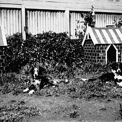 Negative - Dogs & Kennels at 'Chelmer', St Kilda Road, South Yarra, Victoria, 1907