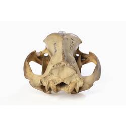 Thylacine skull specimen with jaws closed.