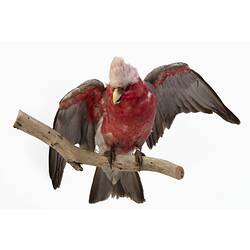 Mounted parrot specimen with grey and pink feathers, wings raised.