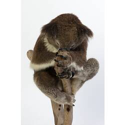 Our Fauna, Forests - Koala, <em>Phascolarctos cinereus</em> (Goldfuss, 1817)