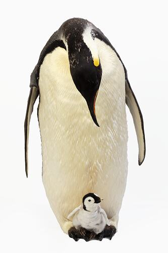 Mounted adult penguin specimen looking down at a small chick resting on its feet.