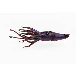 Purple squid model with flowing tentacles.
