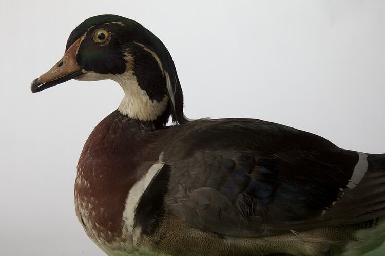 Taxidermied duck specimen.